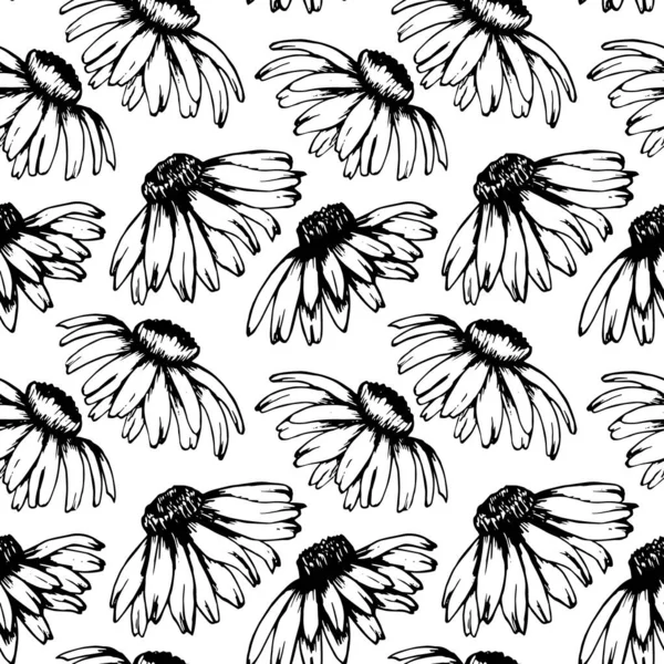 Patrón Sin Costuras Flores Equinácea Dibujadas Mano Dibujo Blanco Negro — Archivo Imágenes Vectoriales