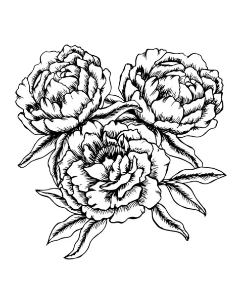 Virág Illusztráció Kézzel Rajzolt Csokor Bazsarózsa Fekete Fehér Vonalrajz Képeslap — Stock Vector