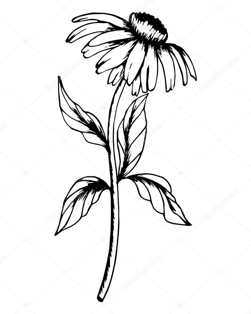 Illustration of flowers, hand-drawn echinacea. Black and white line drawing. Design for postcards, posters, decor for textiles