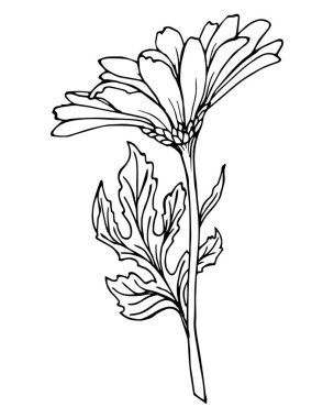 Papatya çiçeğinin grafiksel çizimi, siyah özet. Boyama kitabı ve çizim için resim