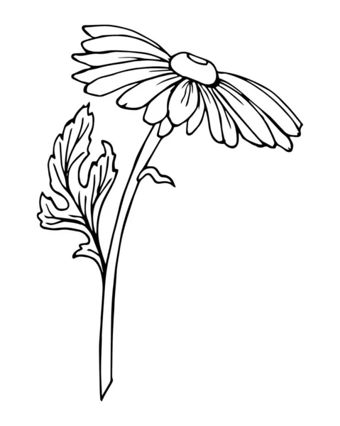 Graphische Zeichnung Einer Kamillenblüte Schwarzer Umriss Illustration Für Malbuch Skizze — Stockvektor