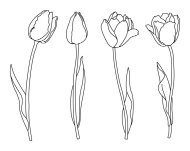 Çizgi sanatı, çizilmiş laleler. Beyaz arka planda siyah bir taslak. Dekor ve vektör ögeleri