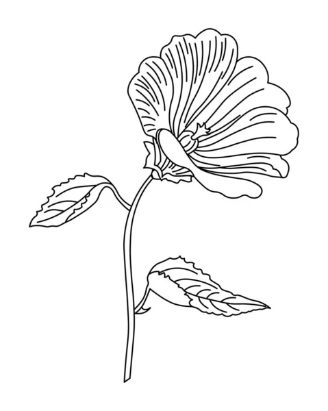 葉と茎に輪郭ユリの花を描いたスケッチ ポスター 絵葉書 ベクター — ストックベクタ