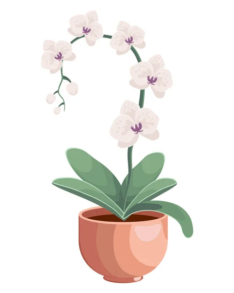 Illustrazione Disegnato Delicati Fiori Bianchi Orchidea Una Pentola Illustrazione Dettagliata — Vettoriale Stock