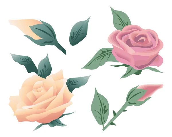 Set Floral Roses Roses Rouges Bourgeons Feuilles Sur Fond Blanc — Image vectorielle