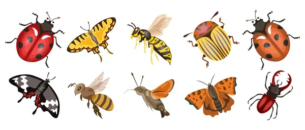 Gran Grupo Insectos Mariquita Polilla Abeja Mariposa Escarabajos Otros Insectos — Archivo Imágenes Vectoriales