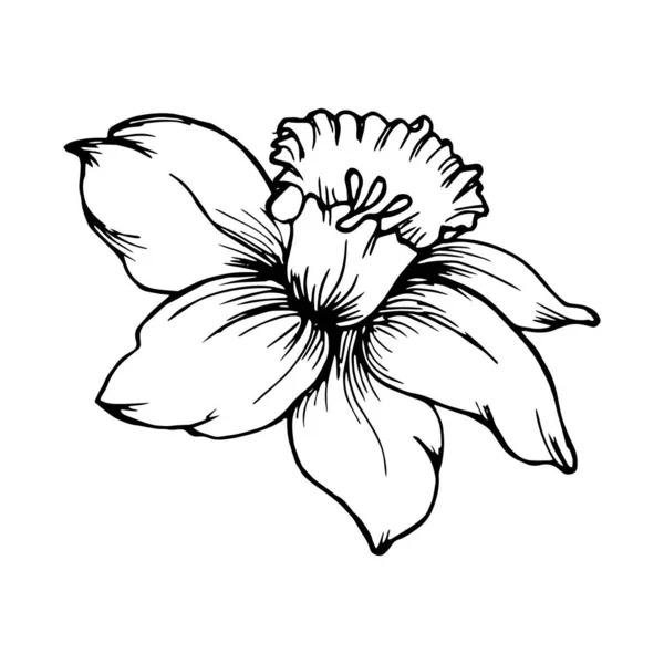 Contour Narcissus Flower Line Drawing Hand Print Illustration Vector — ストックベクタ