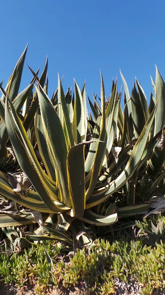 Tropical Aloe Leaves Background Ocean Coast Blue Sky Summer Landscape — Stok fotoğraf