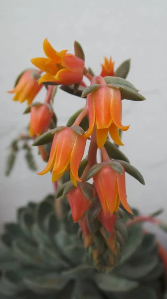 Delicate Orange Succulent Flowers Blooming Tropical Succulent Close — Foto de Stock