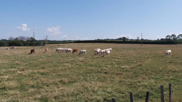 Herd Cows Village Field Mowed Hay Summer Landscape — Zdjęcie stockowe