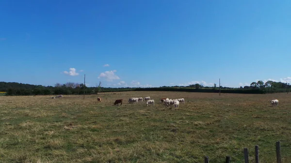 Herd Cows Village Field Mowed Hay Summer Landscape — Zdjęcie stockowe