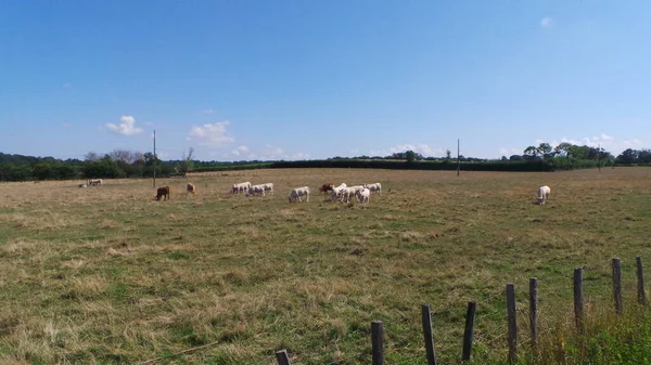Herd Cows Village Field Mowed Hay Summer Landscape — Φωτογραφία Αρχείου