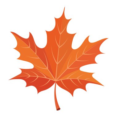 Colorful autumn maple leaf isolated on white background. Print, autumn illustration, vector