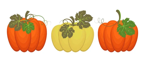 Abóboras Outono Coloridas Com Folhas Ilustração Dia Ação Graças Ícones — Vetor de Stock