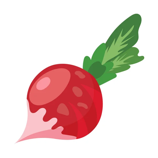 Radish Białym Tle Ilustracja Warzyw Clip Art Wektor — Wektor stockowy