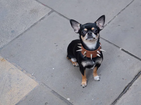 chuihuahua dog staring at the camera, with an aggressive spiked collar. the dog is sitting on the floor in grey colour.
