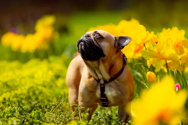 Retrato Bulldog Francés Sentado Fondo Flores Color Amarillo Brillante —  Fotos de Stock