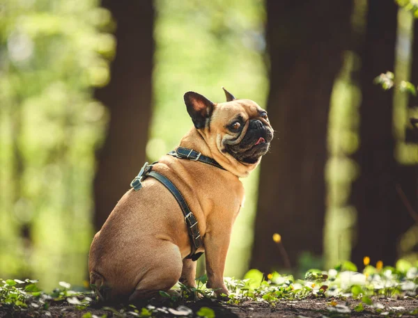 Portré Egy Francia Bulldog Egy Tavaszi Erdő Háttér — Stock Fotó