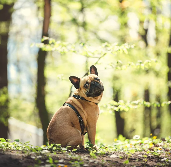 Portré Egy Francia Bulldog Egy Tavaszi Erdő Háttér — Stock Fotó