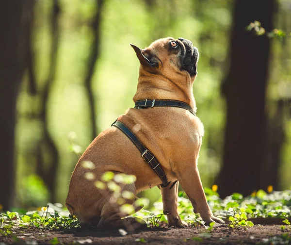 Porträtt Fransk Bulldogg Sitta Och Titta Upp Våren Skog Bakgrund — Stockfoto