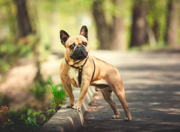 Πορτρέτο Ενός Γαλλικού Bulldog Διαμονή Ένα Δάσος Άνοιξη Φόντο — Φωτογραφία Αρχείου