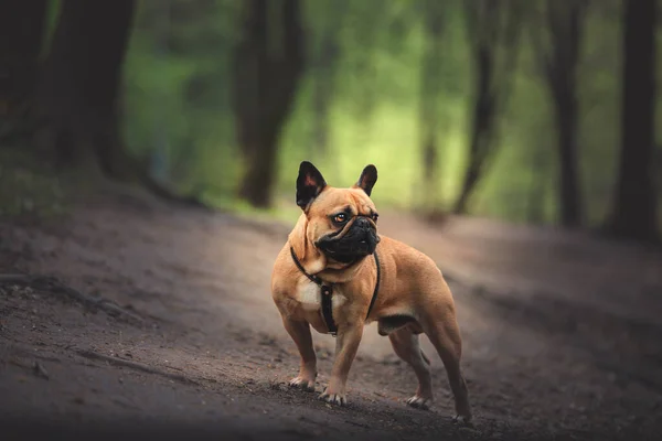Retrato Bulldog Francês Ficar Fundo Floresta — Fotografia de Stock