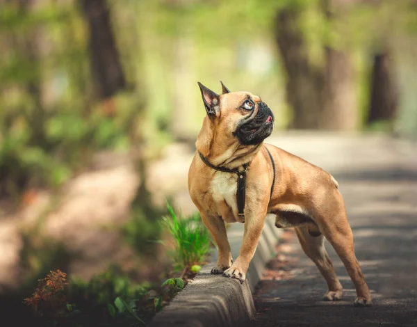 Portrait French Bulldog Stay Spring Forest Background — Φωτογραφία Αρχείου