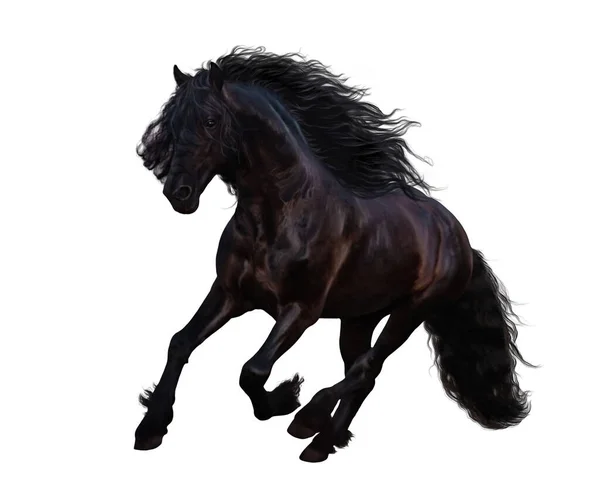 Black Friesian Horse Long Mane Tail Galloping Isolated White — 图库照片
