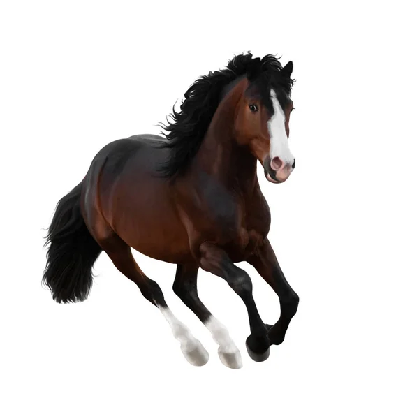 Bay Horse Two White Legs White Nose Galloping Isolated White — Foto Stock