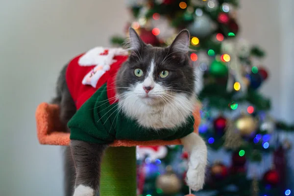 Domowe Średnie Włosy Kotek Noszenie Stroju Bożego Narodzenia Jako Strój — Zdjęcie stockowe