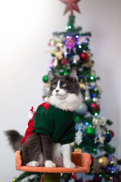 Heimisches Mittelhaariges Kätzchen Weihnachts Outfit Als Weihnachtsmann Kostüm Auf Weihnachtsbaum — Stockfoto
