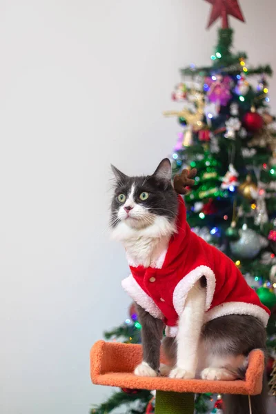 Heimisches Mittelhaariges Kätzchen Weihnachts Outfit Als Weihnachtsmann Kostüm Auf Weihnachtsbaum — Stockfoto