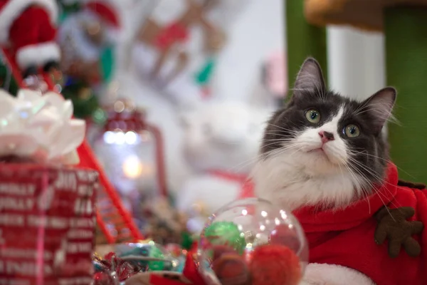 Domácí Střední Vlasy Koťátko Sobě Vánoční Oblečení Jako Santa Kostým — Stock fotografie