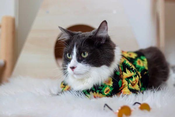 夏の国内中毛猫ひまわり油塗装シャツは毛皮のウールカーペットに横たわってリラックスしています 背景がぼやけている 屋内でリラックスした国内猫 — ストック写真
