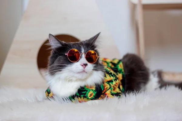 Inhemska Medium Hår Katt Sommaren Solrosolja Målning Skjorta Bär Solglasögon — Stockfoto