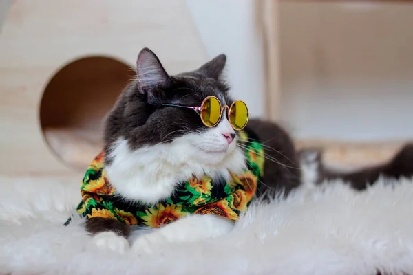 Hauskatze Mit Mittlerem Haar Sommer Sonnenblumen Ölgemälde Hemd Mit Sonnenbrille — Stockfoto