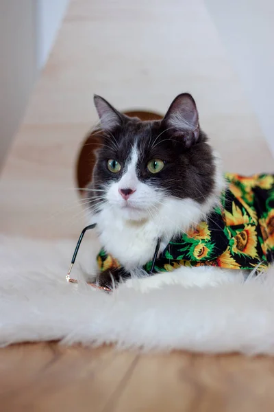 Doméstico Gato Cabelo Médio Verão Girassol Pintura Óleo Camisa Deitado — Fotografia de Stock