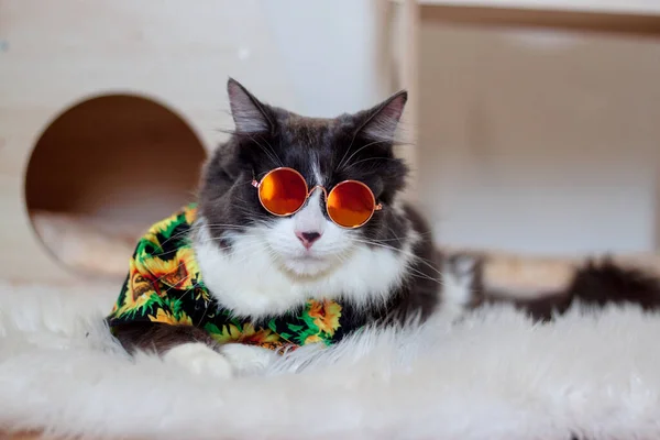 Hauskatze Mit Mittlerem Haar Sommer Sonnenblumen Ölgemälde Hemd Mit Sonnenbrille — Stockfoto