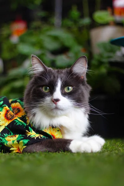 Domowe Średnie Włosy Kot Letniej Koszuli Słonecznika Leżące Relaksujące Trawie — Zdjęcie stockowe