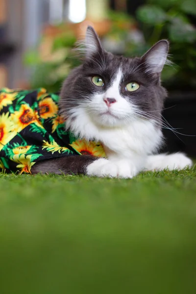 Domestic Medium Hair Cat Summer Sunflower Shirt Lying Relaxing Grass — Stock Photo, Image