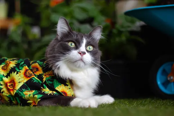 Κατοικίδια Μεσαία Μαλλιά Γάτα Καλοκαίρι Sunflower Πουκάμισο Ξαπλωμένη Και Χαλαρώνοντας — Φωτογραφία Αρχείου