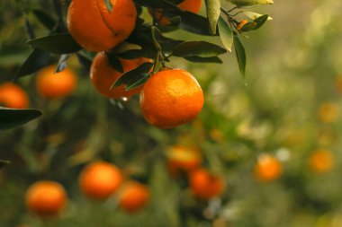 Sabah vakti dalında yeşil yapraklar sallanan olgun mandalina portakallarına yakın çekim.