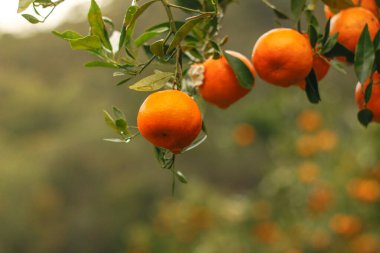 Sabah vakti dalında yeşil yapraklar sallanan olgun mandalina portakallarına yakın çekim.