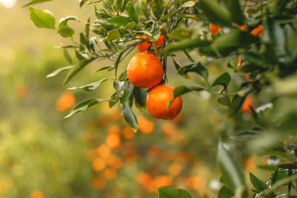 Closeup Ripe Mandarin Oranges Green Leaves Hanging Branch Morning Light — Stock Photo, Image