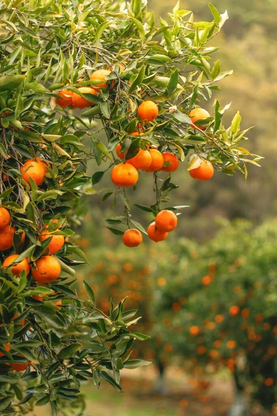 Closeup Ripe Mandarin Oranges Green Leaves Hanging Branch Morning Light — Stock Photo, Image