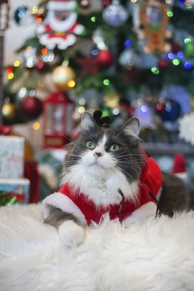 Domácí Střední Vlasy Kočka Sobí Vánoční Kostým Outfit Ležící Relaxační — Stock fotografie