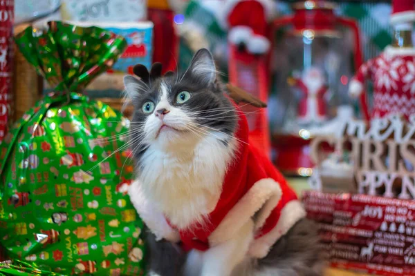 Domácí Střední Vlasy Kočka Sobí Vánoční Kostým Rozmazané Vánoční Stromeček — Stock fotografie