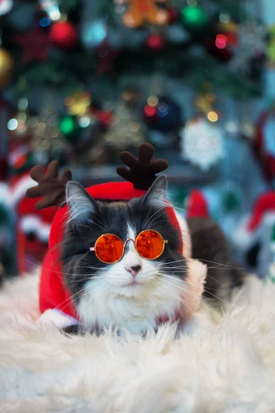 Huiselijke Medium Haar Kat Rendieren Kerst Kostuum Outfit Dragen Zonnebril — Stockfoto