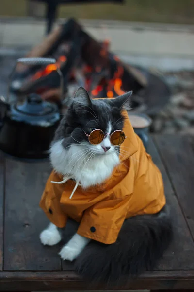 Heimische Mittelhaarige Katze Gelben Jacken Kapuzenpullover Mit Sonnenbrille Sitzt Und — Stockfoto