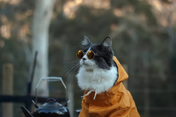 Heimische Mittelhaarige Katze Gelben Jacken Kapuzenpullover Mit Sonnenbrille Sitzt Und — Stockfoto